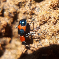 Dicranolaius bellulus