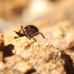 Dicranolaius bellulus