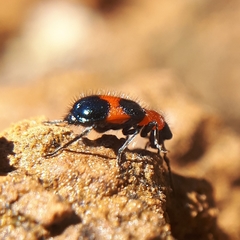 Dicranolaius bellulus