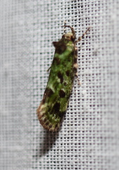 Barea bryopis