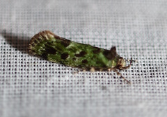 Barea bryopis