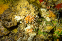 Miniacina