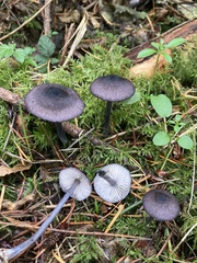 Entoloma largentii
