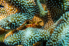 Sebastapistes cyanostigma