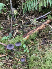 Entoloma largentii