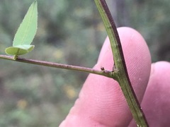 Senna barclayana