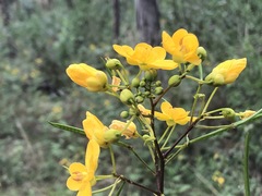 Senna barclayana