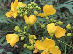 Senna barclayana