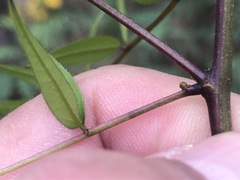 Senna barclayana