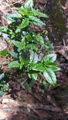 Prostanthera lasianthos