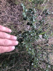Psydrax odorata buxifolia