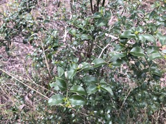 Psydrax odorata buxifolia