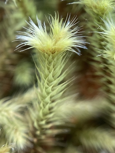 Breutelia affinis