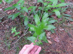 Lithospermum helleri