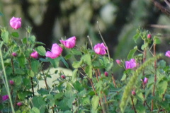 Pavonia lasiopetala