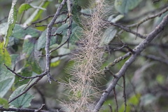 Setaria scheelei