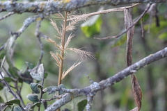 Setaria scheelei