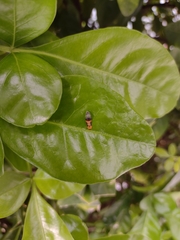 Ocyptamus