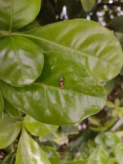 Ocyptamus