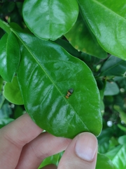 Ocyptamus