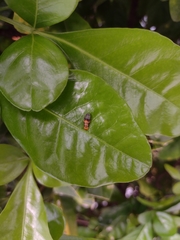 Ocyptamus