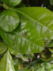 Ocyptamus