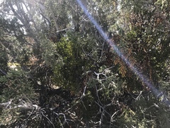 Phoradendron bolleanum densum