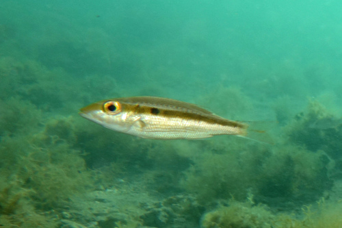 Slanke keizer (Lethrinus variegatus) — Lethrinidae — 4