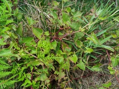 Rumex sagittatus
