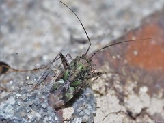 Phytocoris eximius