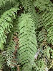 Leptopteris fraseri image