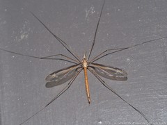 Tipula sayi