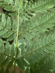 Leptopteris fraseri image