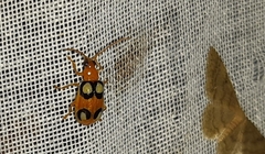 Diabrotica bioculata