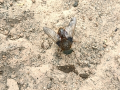Esenbeckia