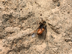 Esenbeckia