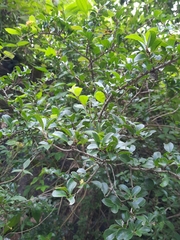 Azara integrifolia