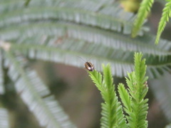 Monolepta subsuturalis