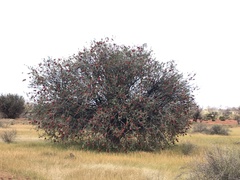 Melaleuca phoenicea
