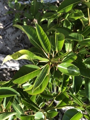 Hippomane mancinella