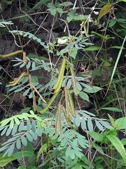 Tephrosia noctiflora