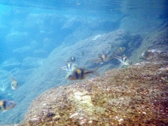 Striuntius lateristriga