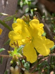 Hibbertia ericifolia
