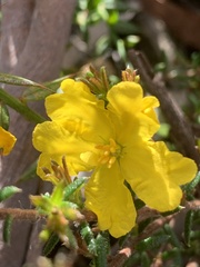 Hibbertia ericifolia