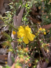 Hibbertia ericifolia