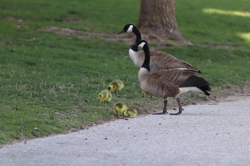 Canada Goose photographed in Nebraska