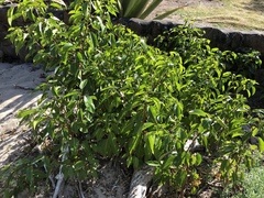 Hippomane mancinella