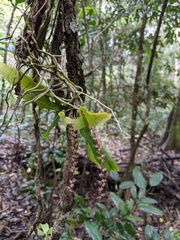 Peristeranthus hillii