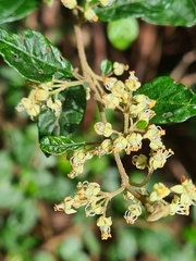 Pomaderris vacciniifolia