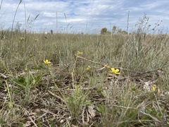Goodenia paradoxa
